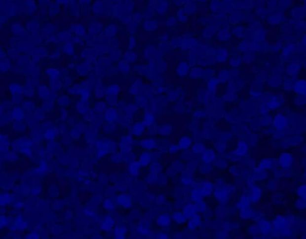 SMTF Hologram Royal Blue SHO09 0.50 m